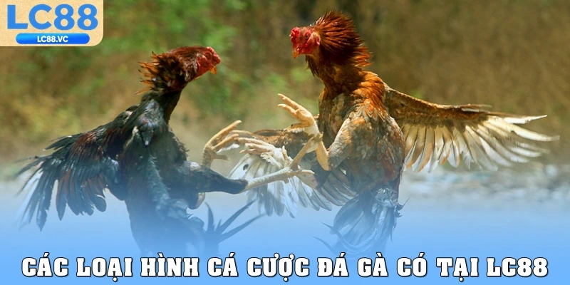 Các loại hình cá cược đá gà có tại LC88