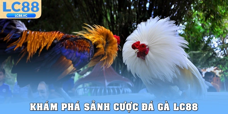 Khám phá sảnh cược đá gà LC88
