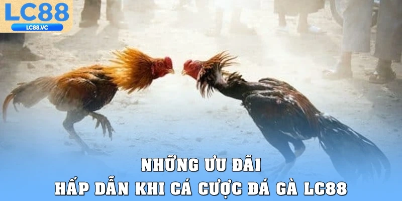 Những ưu đãi hấp dẫn khi cá cược đá gà LC88